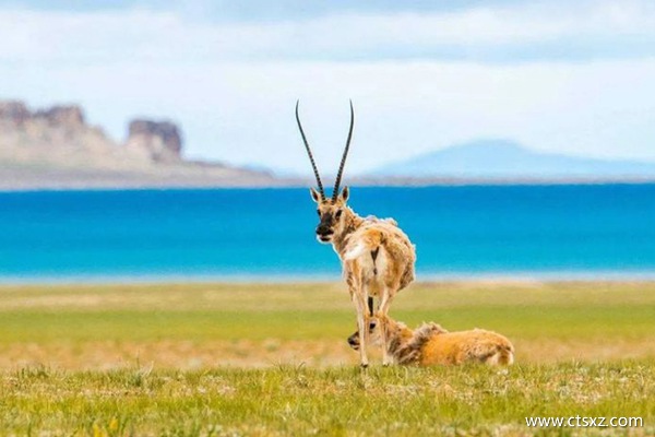 西藏跟團(tuán)游大約多少錢