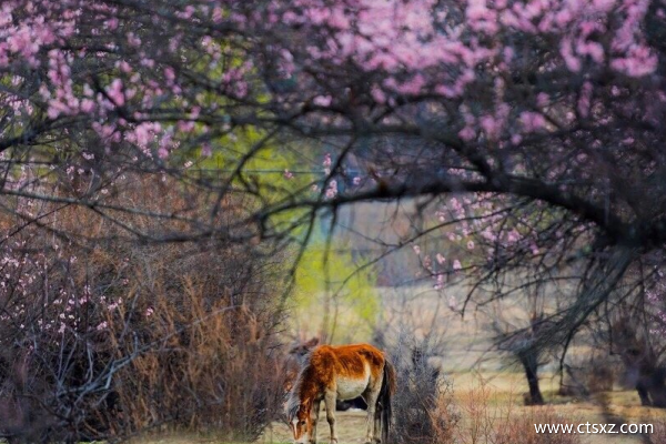 三月去西藏旅游合適嗎