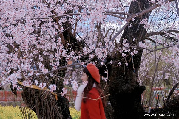 去西藏跟團價格多少錢